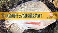 《罗非鱼用什么饵料最好钓？》封面图