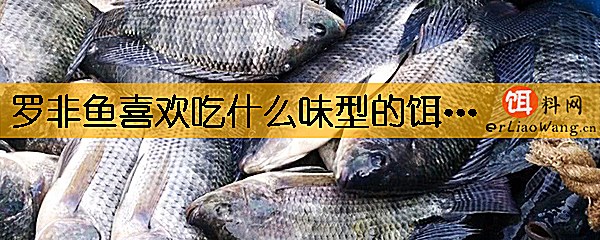 罗非鱼喜欢吃什么味型的饵料