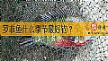 《罗非鱼什么季节最好钓？》封面图