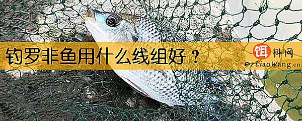 钓罗非鱼用什么线组好