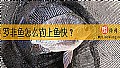 《罗非鱼怎么钓上鱼快?》封面图