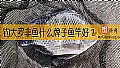 《钓大罗非鱼什么牌子鱼竿好?》封面图