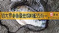 《钓大罗非鱼最佳饵料配方有哪些?》封面图