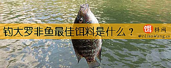 钓大罗非鱼最佳饵料是什么