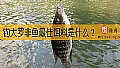 钓大罗非鱼最佳饵料是什么？