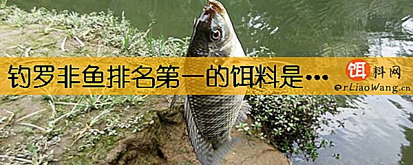 钓罗非鱼排名第一的饵料是什么