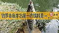 钓罗非鱼排名第一的饵料是什么？