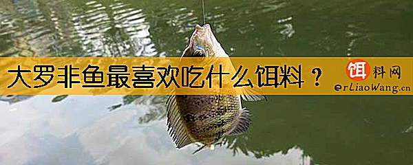 大罗非鱼最喜欢吃什么饵料