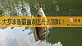 大罗非鱼最喜欢吃什么饵料？