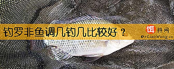 钓罗非鱼调几钓几比较好