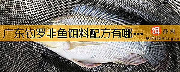 广东钓罗非鱼饵料配方有哪些
