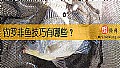 钓罗非鱼技巧有哪些？