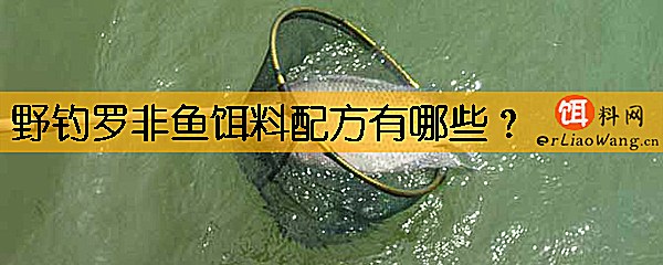 野钓罗非鱼饵料配方有哪些