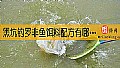 黑坑钓罗非鱼饵料配方有哪些？