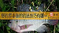 野钓罗非鱼的钓法技巧有哪些？
