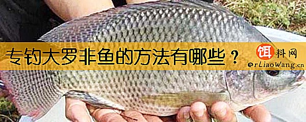 专钓大罗非鱼的方法有哪些