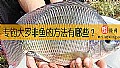 《专钓大罗非鱼的方法有哪些？》封面图