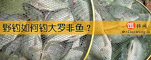 野钓如何钓大罗非鱼