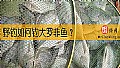 《野钓如何钓大罗非鱼？》封面图