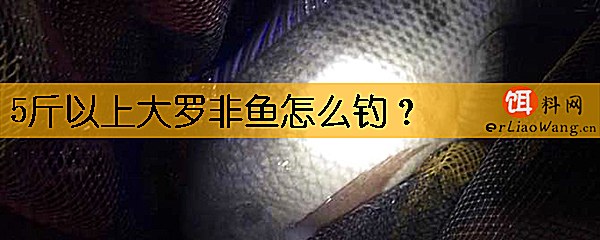 5斤以上大罗非鱼怎么钓