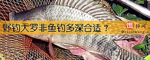 野钓大罗非鱼钓多深合适