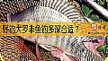 《野钓大罗非鱼钓多深合适？》封面图