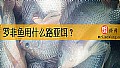 《罗非鱼用什么路亚饵？》封面图