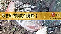 《罗非鱼的钓法有哪些？》封面图