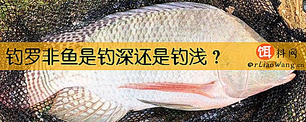 钓罗非鱼是钓深还是钓浅