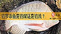 钓罗非鱼是钓深还是钓浅？