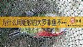 《为什么用蚯蚓钓大罗非鱼不吃？》封面图