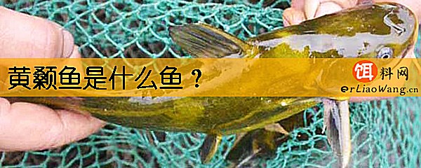 黄颡鱼是什么鱼