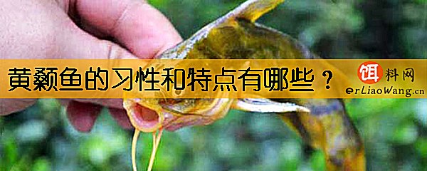 黄颡鱼的习性和特点有哪些