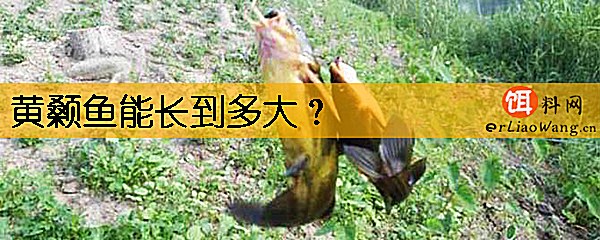 黄颡鱼能长到多大
