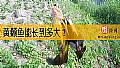 《黄颡鱼能长到多大？》封面图