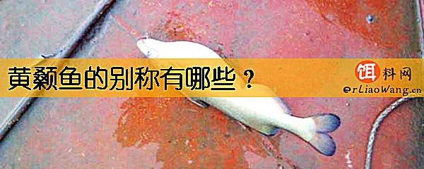 黄颡鱼的别称有哪些