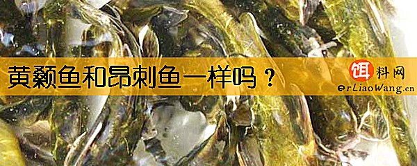 黄颡鱼和昂刺鱼一样吗