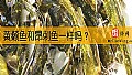 《黄颡鱼和昂刺鱼一样吗？》封面图