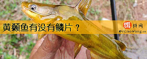 黄颡鱼有没有鳞片