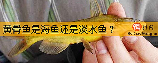 黄骨鱼是海鱼还是淡水鱼