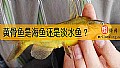 《黄骨鱼是海鱼还是淡水鱼？》封面图