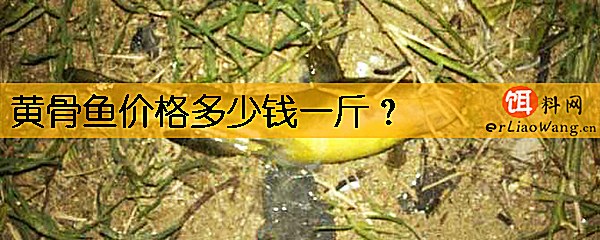 黄骨鱼价格多少钱一斤