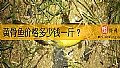 《黄骨鱼价格多少钱一斤？》封面图
