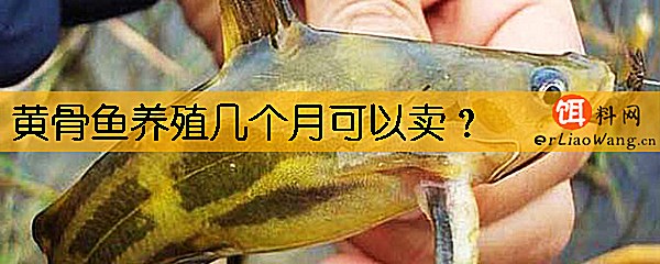 黄骨鱼养殖几个月可以卖