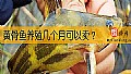《黄骨鱼养殖几个月可以卖？》封面图