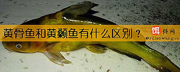 黄骨鱼和黄颡鱼有什么区别