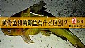 《黄骨鱼和黄颡鱼有什么区别？》封面图