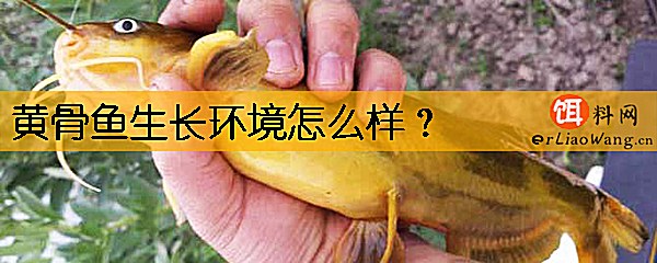 黄骨鱼生长环境怎么样
