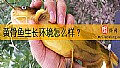 《黄骨鱼生长环境怎么样？》封面图