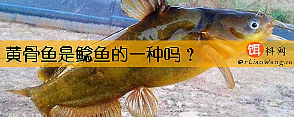 黄骨鱼是鲶鱼的一种吗